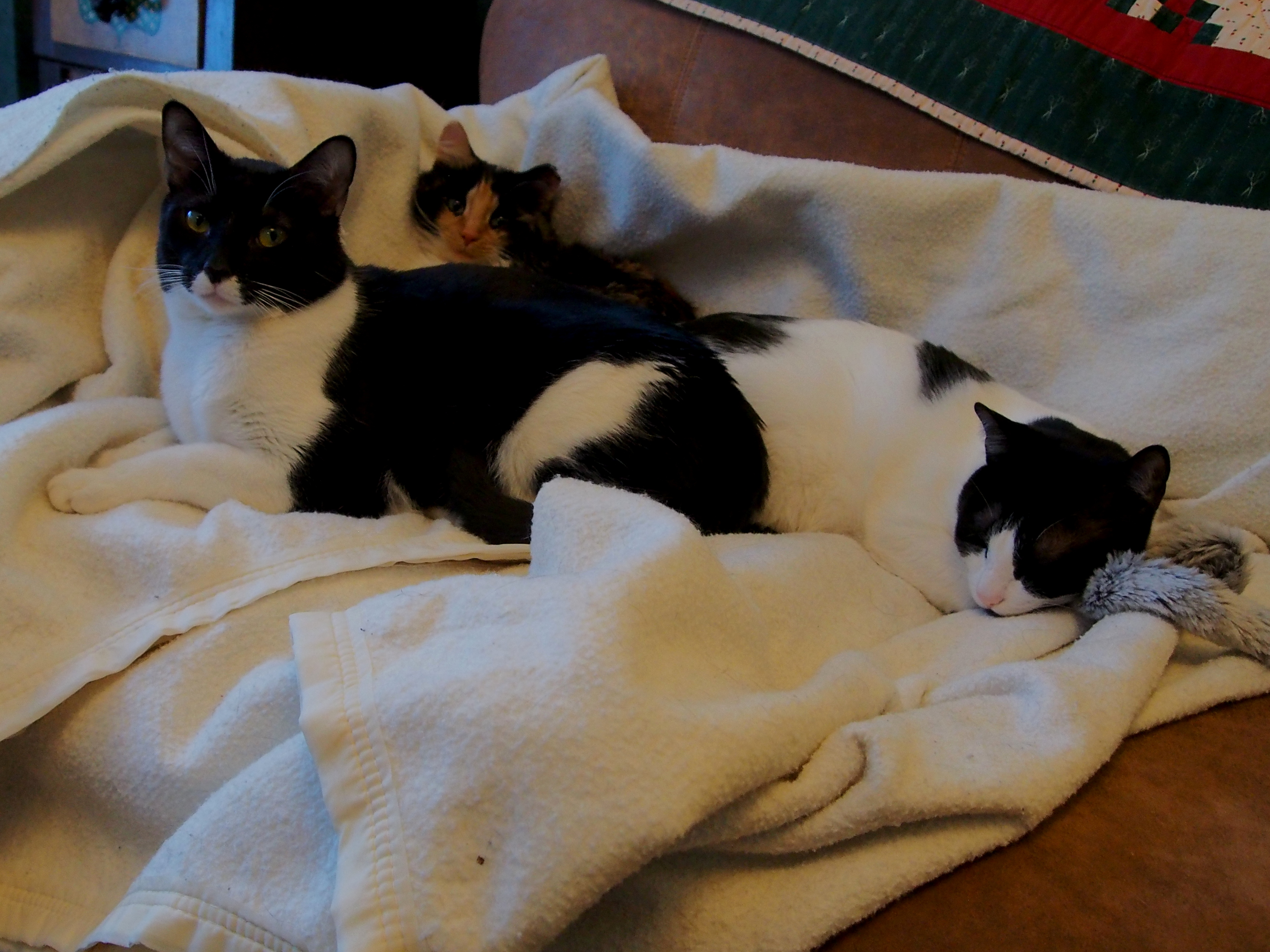 three new kitties